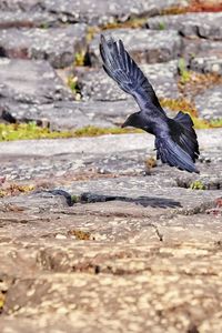 Close-up of crow