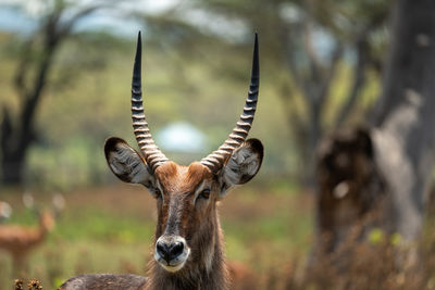 Impala in kenya