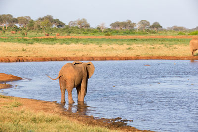 View of elephant in the field