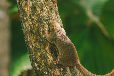 Close-up of chipmunk on tree trunk