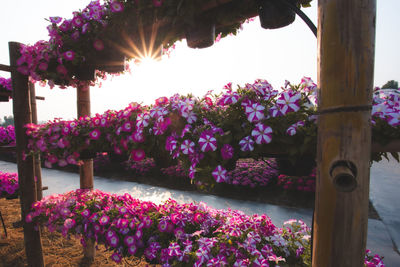 Pink flowering plant in flower pot