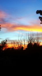 Silhouette of trees at sunset