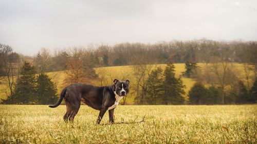 Dog posing in country-side landscape photo. 