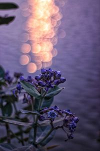 Close-up of purple flowering plant