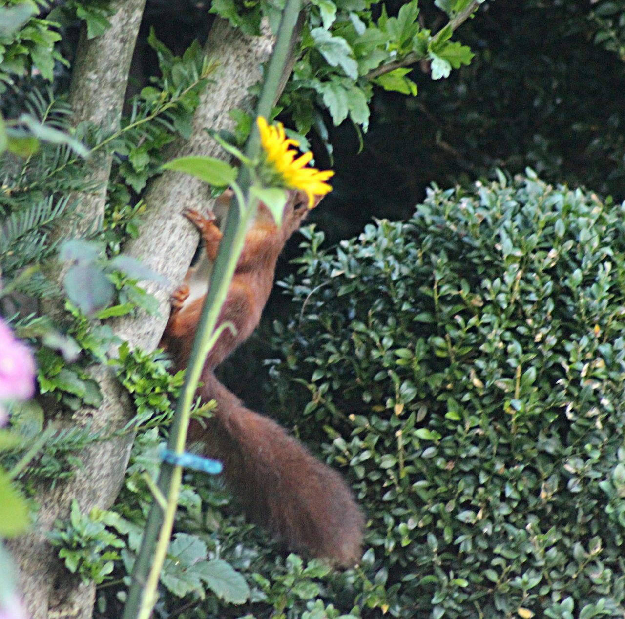 PLANTS GROWING ON TREE