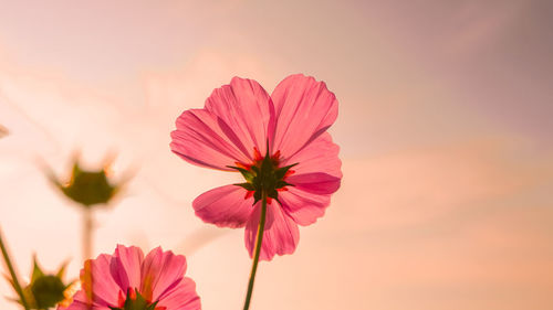 Close-up of pink flowering plant against sky during sunset