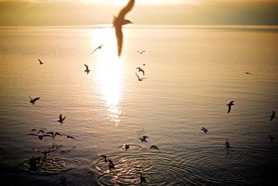 Birds flying over sea against sky