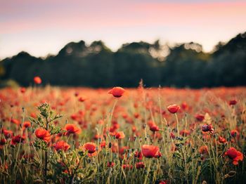 Close-up of red poppy flowers in field