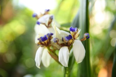 Close-up of insect on flower