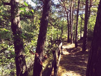 Trees in forest