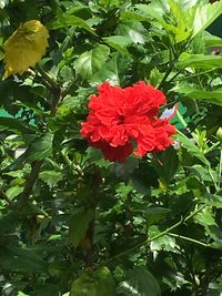 Close-up of red hibiscus blooming outdoors