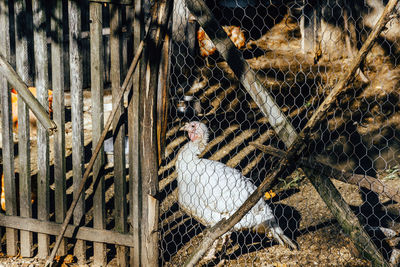 White turkey behind fence.