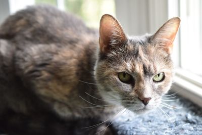 Close-up portrait of a cat