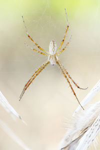 Close-up of spider on web