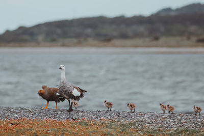 Birds perching on lakeshore