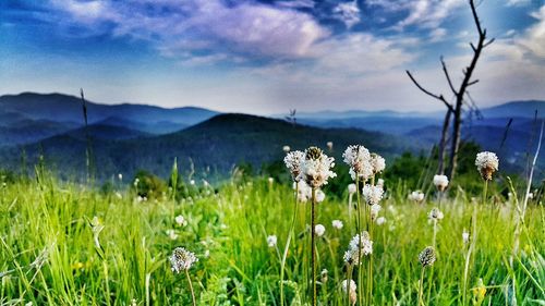 Flowers growing in field