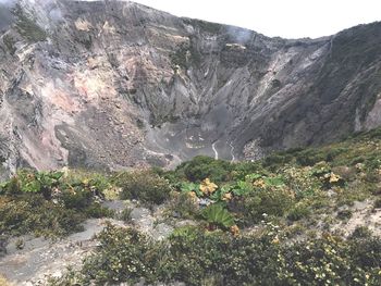 Plants growing on landscape against mountain