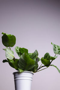 Close-up of plant against white background