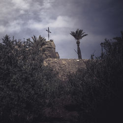 Trees on field against sky