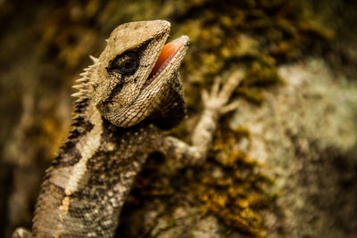 Close-up of lizard