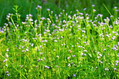 Close-up of fresh white flowers in field