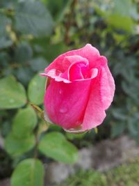 Close-up of pink rose