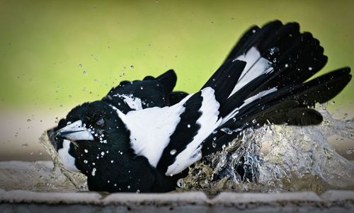 Close-up of penguin swimming in water