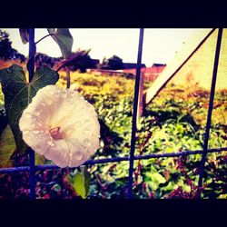 Close-up of flowers growing in farm