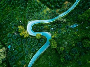 High angle view of plants