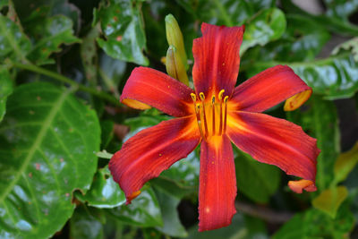 Close-up of red lily