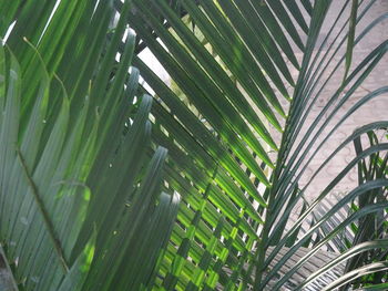 Low angle view of palm tree leaves