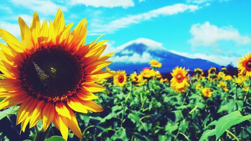 Close-up of sunflower blooming in field