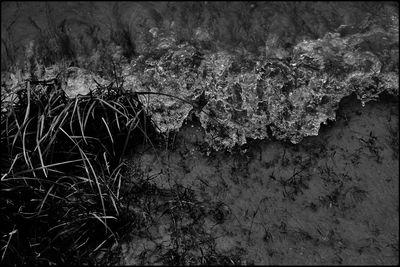 High angle view of plant on sea shore
