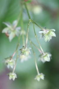 Close-up of white flowering plant