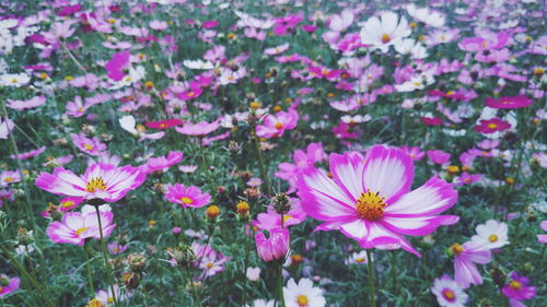 Close-up of pink cosmos flowers on field