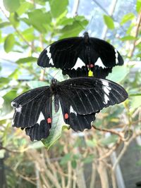 Close-up of butterfly