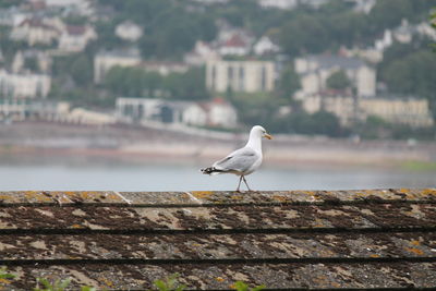 Seagull perching on roof against city