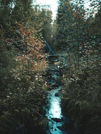 High angle view of river amidst trees in forest