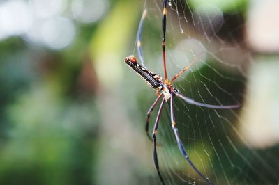 Close-up of spider on web