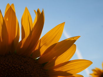 Close-up of sunflower