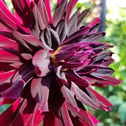 Close-up of pink flower
