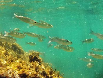 Fish swimming in sea