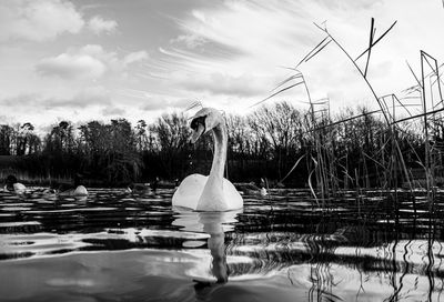 Black and white monochrome mute swan swans pair low-level water side view macro animal background