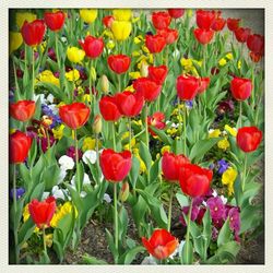 Close-up of red tulips blooming in field