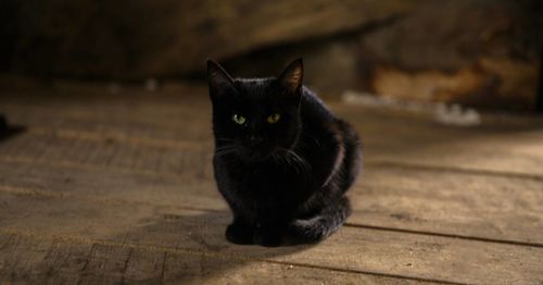 Portrait of black cat sitting on floor