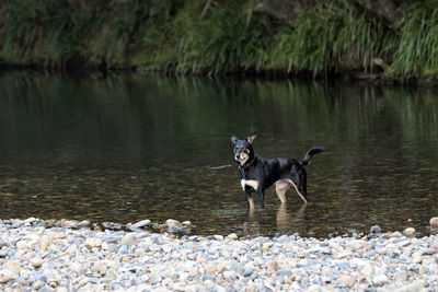 Dog standing in a lake