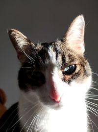 Close-up portrait of cat