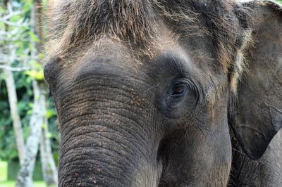 Close-up of elephant