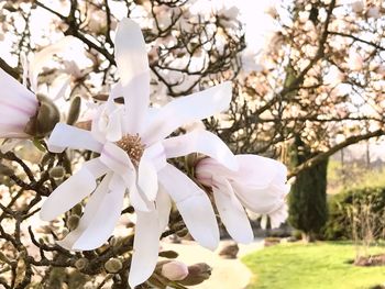 Low angle view of fresh flower tree