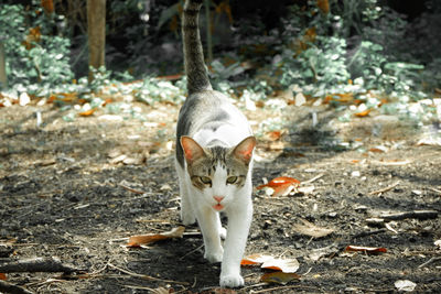 Portrait of a cat